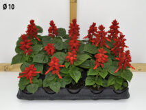 SALVIA SPLENDENS VASO 10
