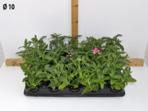 VERBENA VASO 10