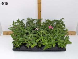 verbena_v10