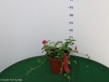 ACALYPHA HISPIDA VASO Ø 14