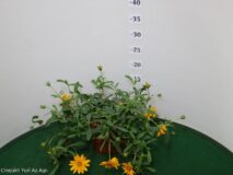 ASPILLA (SOLERO) VASO 14