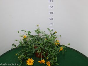 ASPILLA (SOLERO) VASO 14