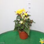 BEGONIA ICONIA VASO 14
