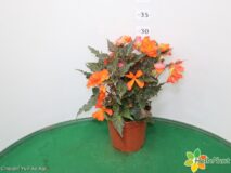 BEGONIA ICONIA VASO 14