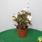 BEGONIA ICONIA VASO 14