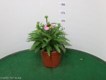 ECHINACEA PURPUREA VASO 14