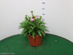 ECHINACEA PURPUREA VASO 14