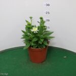 ECHINACEA PURPUREA VASO 14