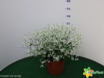 EUPHORBIA DIAMOND FROST VASO 14