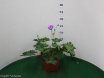 GERANIO WALLICHIANUM ROZANNE (PERENNE) VASO 14