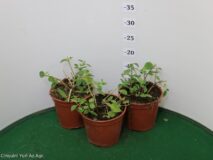 LANTANA SELLOWIANA VASO 14