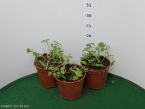 LANTANA SELLOWIANA VASO 14