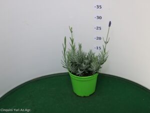 LAVANDA ANGUSTIFOLIA ELEGANCE VASO Ø 14