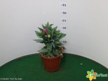 LISANTHUS GRANDEFLORUM VASO 14