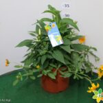 MAGIE D'ESTATE VASO 17
