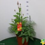 MAGIE D'ESTATE VASO 17