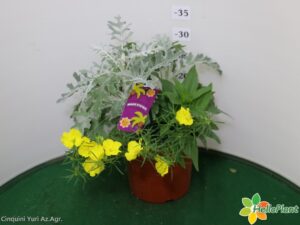MAGIE D'ESTATE VASO 17