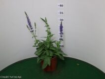 SALVIA NEMOROSA PERENNE VASO 14