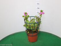 SCAEVOLA TRIXI 14