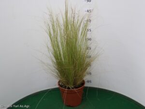 STIPA_TENNUISSIMA