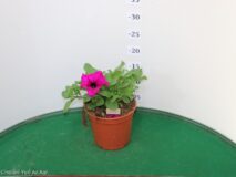 SURFINIA VASO 14