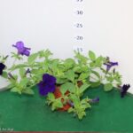 SURFINIA VASO 14