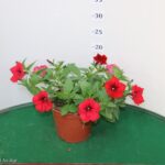 SURFINIA VASO 14