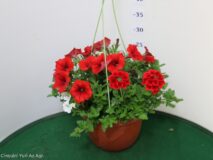 TRIXI BASKET 20