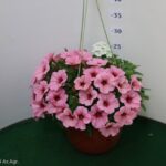 TRIXI BASKET 20