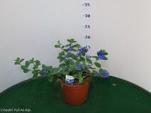 EVOLVOLUS VASO 14