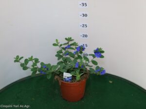 EVOLVOLUS VASO 14