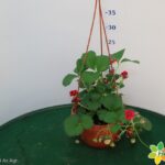 FRAGOLA 4 STAGIONI BASKET 16