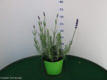 LAVANDA ANGUSTIFOLIA ELEGANCE VASO Ø 14