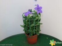 PLATYCODON VASO 14