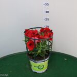 POTUNIA VASO 14