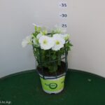 POTUNIA VASO 14