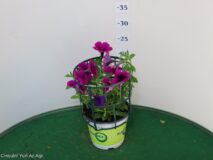POTUNIA VASO 14