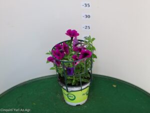 POTUNIA VASO 14
