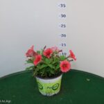 POTUNIA VASO 14
