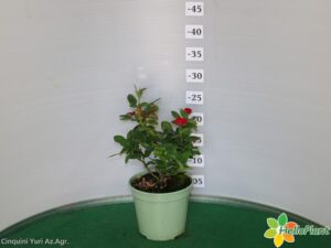 ROSA ZEPETI VASO 14