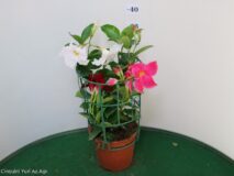 DIPLADENIA TRIXI VASO 14