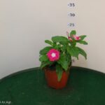 VINCA VASO 14