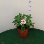 VINCA VASO 14