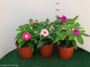 VINCA VASO 14