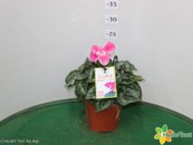 CICLAMINO VASO 14 INDIAKA