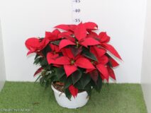POINSETTIA CIOTOLA 20