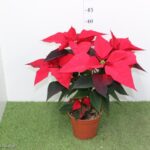 POINSETTIA VASO 14 STELLA DI NATALE VASO 14