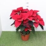 POINSETTIA VASO 14 STELLA DI NATALE VASO 14