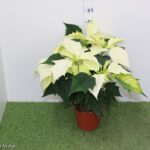 POINSETTIA VASO 14 STELLA DI NATALE VASO 14