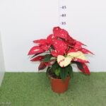 POINSETTIA VASO 14 STELLA DI NATALE VASO 14